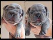 Magnifiques Bouledogues Français avec pedigree