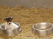 Chiots Jack Russell de septembre 2026