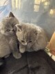 Chatons brithish shorthair