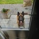 Berger belge Malinois mâle