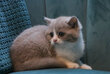 British shorthair à réserver
