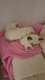 6 chats ragdoll