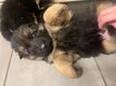 Berger allemand à poil long chiot