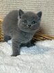 British shorthair