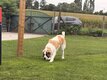 Saint Bernard