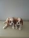 Cavalier King Charles