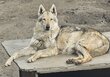 A donner Femelle chien-loup tchécoslovaque