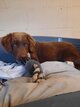 Chiot Labrador Mâle