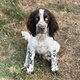 Jeune chiot English springer spaniel 7 mois