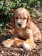 Chiots Cocker-Anglais