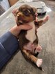 Chihuahua chocolat et tan