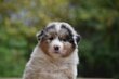 Chiots Pédigrée FCI