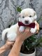 Chiots shiba inu - elevage familial df-0160-0709