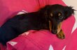 Chiot teckel poils long