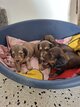 Chiot teckel poils long toujours dispo ce 25/10