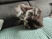 2 Magnifique Maine Coon (1 mâle & 1 femelle)