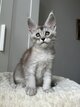 Chatons Maine Coon