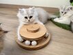 Chaton British Longhair