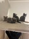 Adorables Chatons British Shorthair Bleu