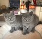 Adorables Chatons British Shorthair Bleu