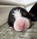 Magnifiques Chiots Bouver Bernois