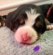 Magnifiques Chiots Bouver Bernois