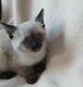 Magnifiques chatons Siamois