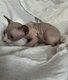 Chatons Sphynx