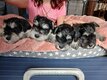 Splendide schnauzers nains noir et argent
