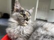 Maine coon à replacer