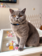 Aristot-O? ?malley - british shorthair bleu