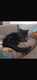 Chat européen à donner
