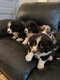 Chiots bergers australiens