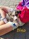 Chiots border-collie avec pedigree