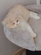 Splendide chatons