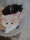 Splendide chatons