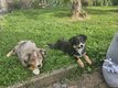 Chiots berger americain miniature avec Pedigree