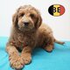 Goldendoodle (moyens et standards) chiots à...