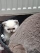 Chaton British  lilac point