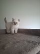 Chaton British  lilac point