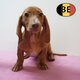 Teckel - Magnifiques chiots de différentes...