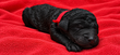 Magnifique chiots de caniche royal