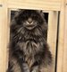 Maine coon