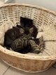 3 petits trésors