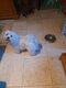 Adorable bichon maltais de 8 ans