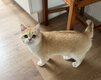 Magnifique British Shorthair Black Golden...