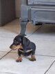 ❤️magnifique bébé teckel  mâle nain poil...