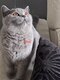 Chatons british Shorthair avec pédigrée