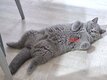 Dernier chaton femelle british shorthair avec...