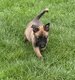 Petit malinois très sociable